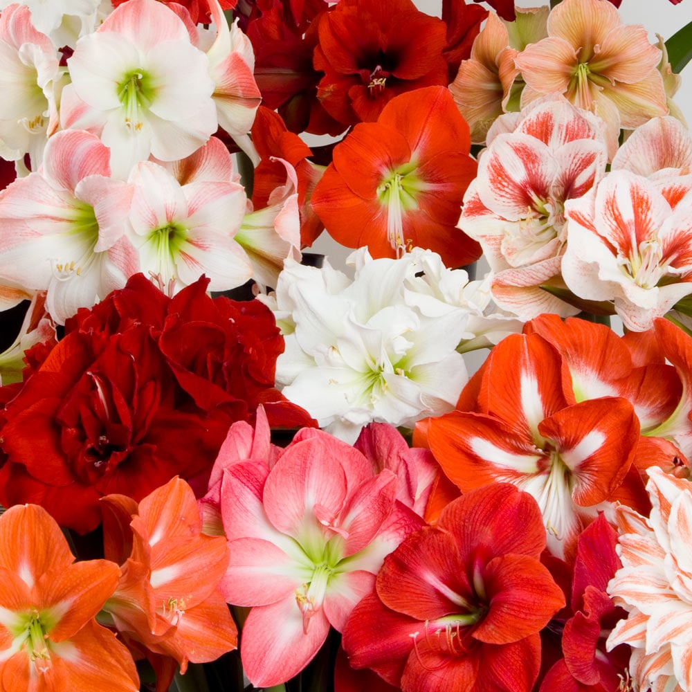 Black Amaryllis Cut Off Shoulder Cold | Mercari, image size:1000x1000