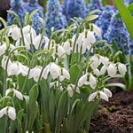  Galanthus elwesii ‘Snow Fox’ (6 bulbs per bag)