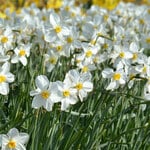  Narcissus 'Seagull' (12 bulbs per bag)