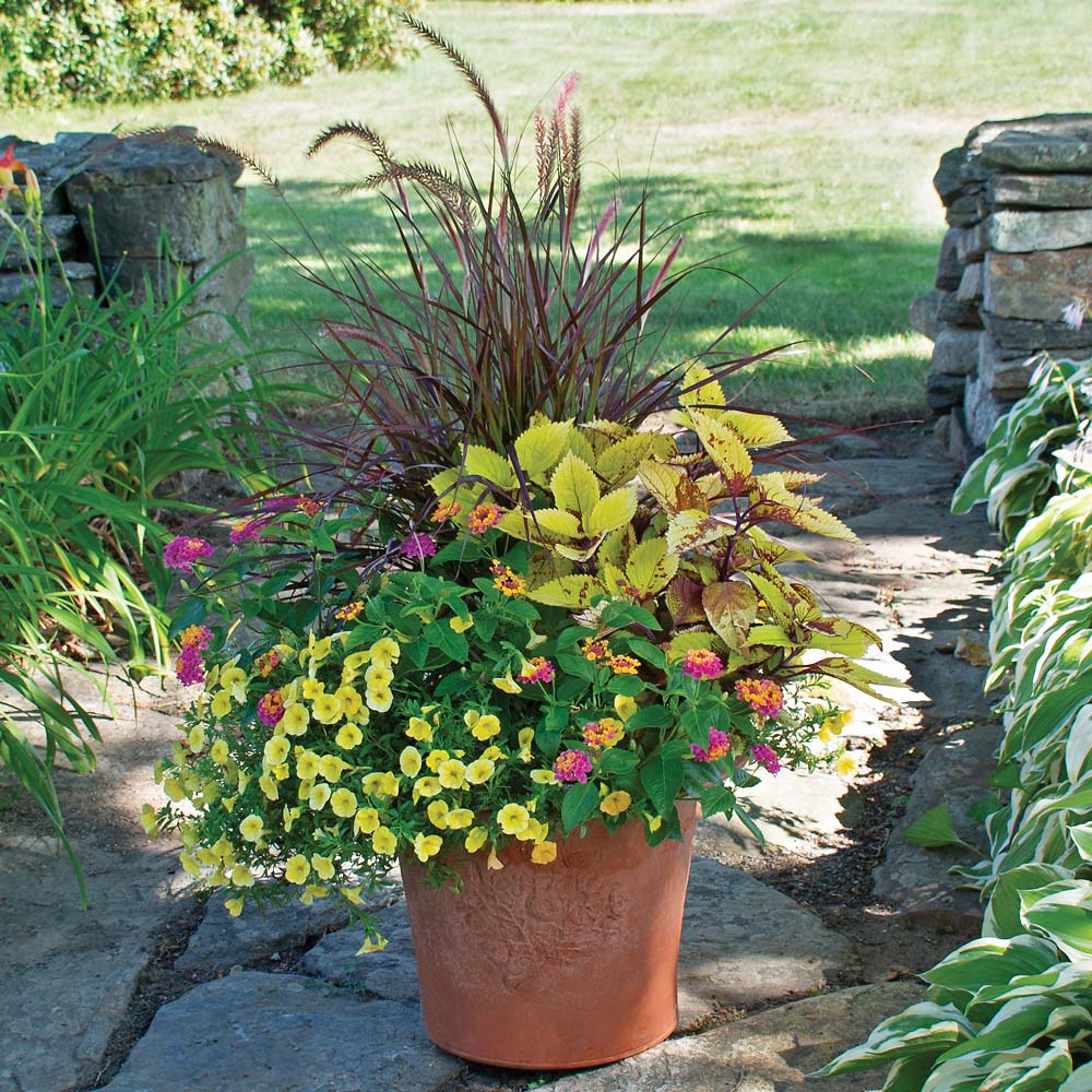Fountain Grass Fireworks Container Garden