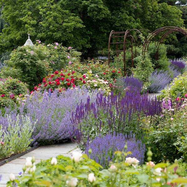 <strong>Saturday, June 13, 2026 - 10:00 a.m., rain or shine</strong> Garden Walks Series - Roses & Friends