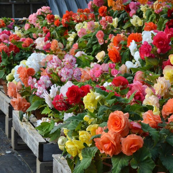 <strong>Saturday, July 18, 2026, 10:00 a.m., rain or shine</strong> Garden Walks Series - Blackmore & Langdon Tuberous Begonias