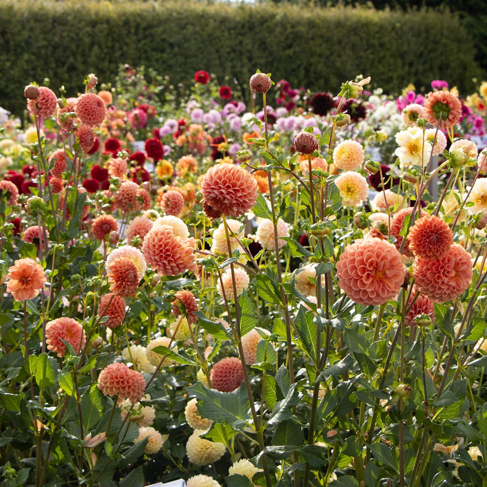 <strong>Saturday, Oct. 17, 2026 - 10:00 a.m., Rain date: Sunday, Oct. 18, 2026</strong> Dahlia Dig & Divide Workshop