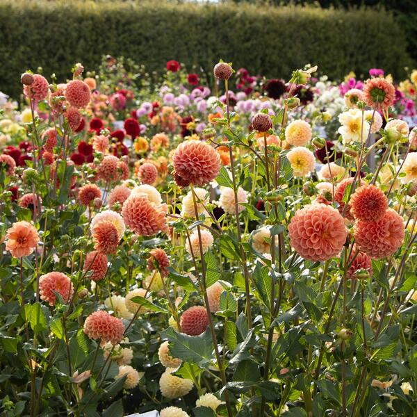 <strong>Saturday, Oct. 17, 2026 - 10:00 a.m., Rain date: Sunday, Oct. 18, 2026</strong> Dahlia Dig & Divide Workshop