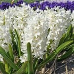  Hyacinthus orientalis 'Aiolos' (6 bulbs per bag)