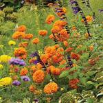  Tagetes erecta 'Giant Orange'