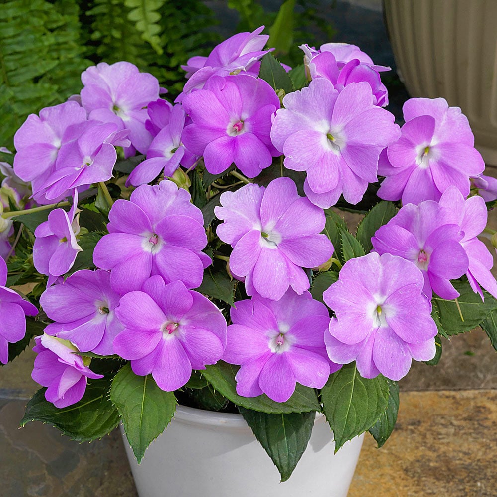 Impatiens SunPatiens® Compact Orchid Blush