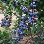  Blueberry 'Chandler'