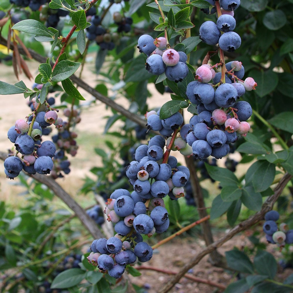 Blueberry 'Chandler'