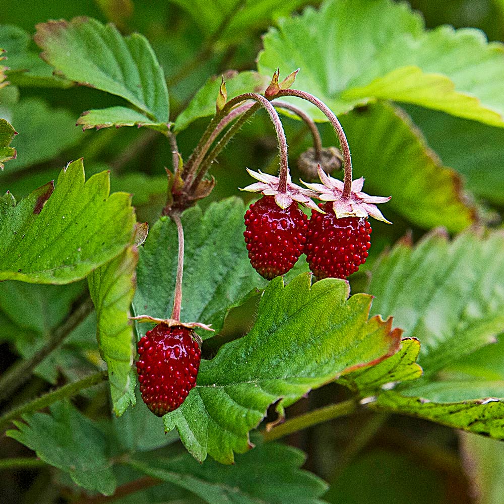 Strawberry 'Red Wonder'