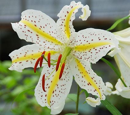 Lilium auratum var. platyphyllum