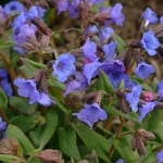  Pulmonaria 'Blue Ensign'