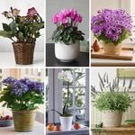  Months of Flowering Houseplants