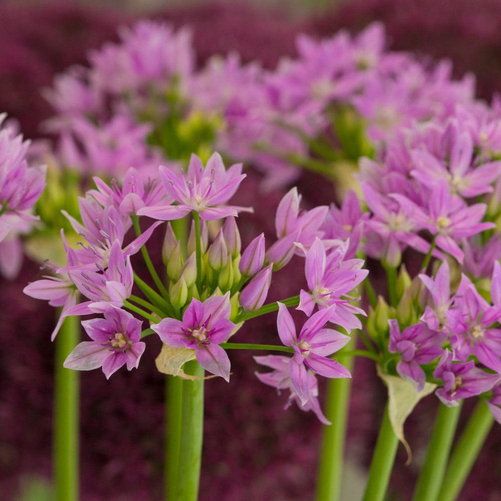Allium unifolium (25 bulbs per bag)