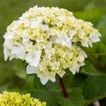Save 20% on Select Hydrangeas