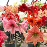  Spring-Blooming Amaryllis by the Dozen - Standard Shipping Included