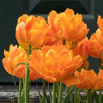  Tulip 'Orca' (12 bulbs per bag)