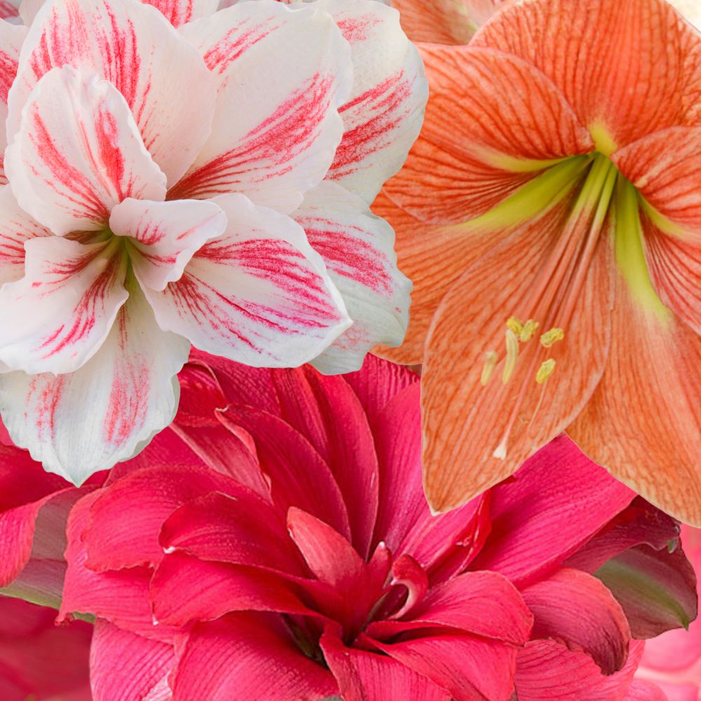 Amaryllis Sale: Buy 2 Get 1 Free