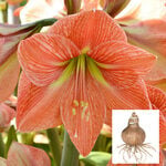  Amaryllis 'Terra Cotta Star,' one bulb in linen bag
