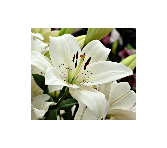 Bold Colors Asiatic Lily Mix White Flower Farm