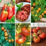  Staff Favorites Tomato Collection 6 plants
