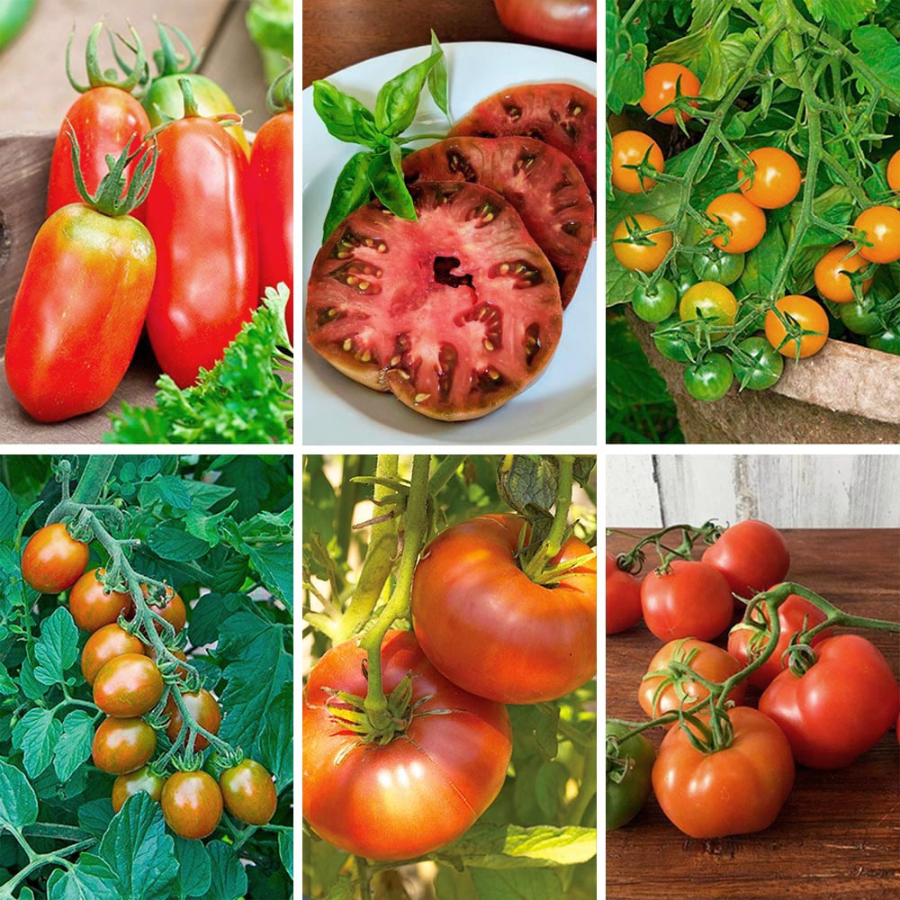Staff Favorites Tomato Collection 6 plants