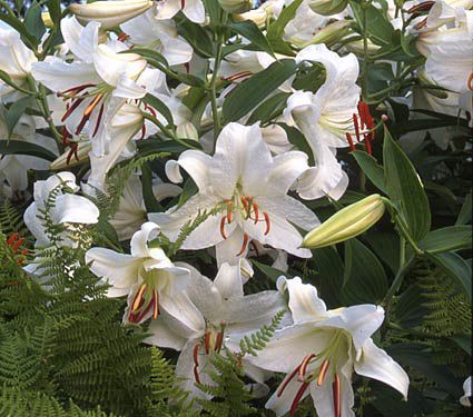 Oriental Lilium Mix - The Perfumed Garden | White Flower Farm
