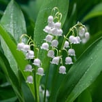 Convallaria