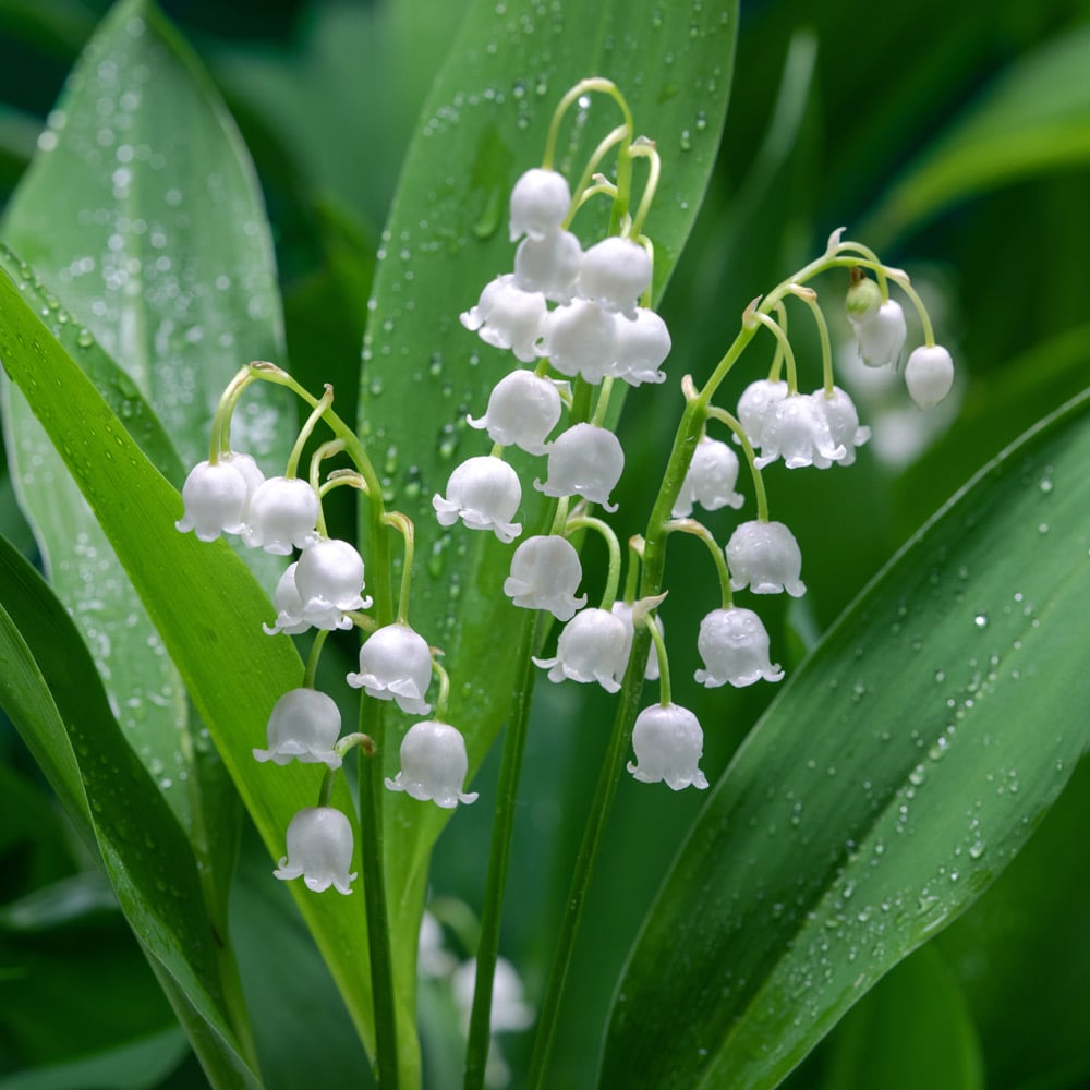 Convallaria majalis