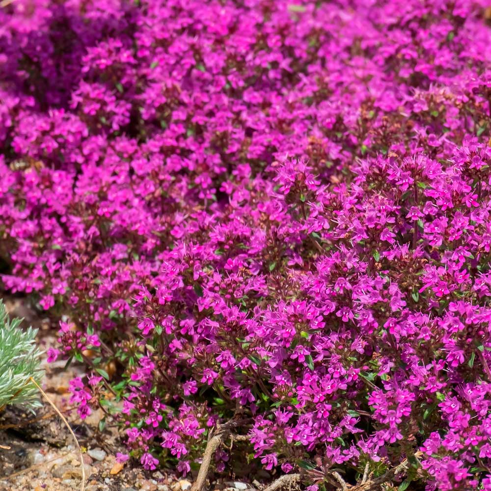 Thymus Coccineus Group
