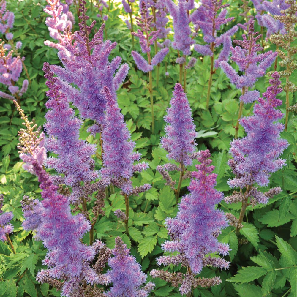 Astilbe chinensis var. pumila