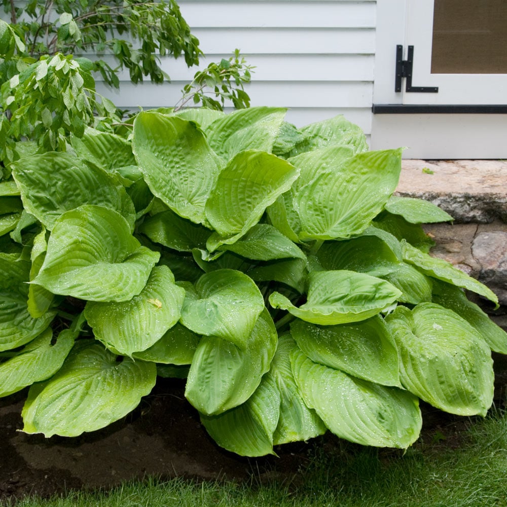 Hosta 'Sum and Substance'