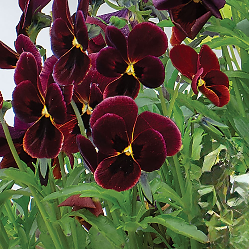 Viola cornuta 'Rubin'