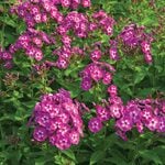  Phlox paniculata 'Laura'