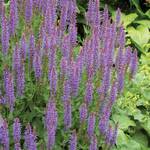  Salvia x sylvestris 'Blue Hill'