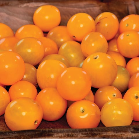  Tomato 'Sungold'