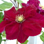 Clematis Charmaine™ Regal®