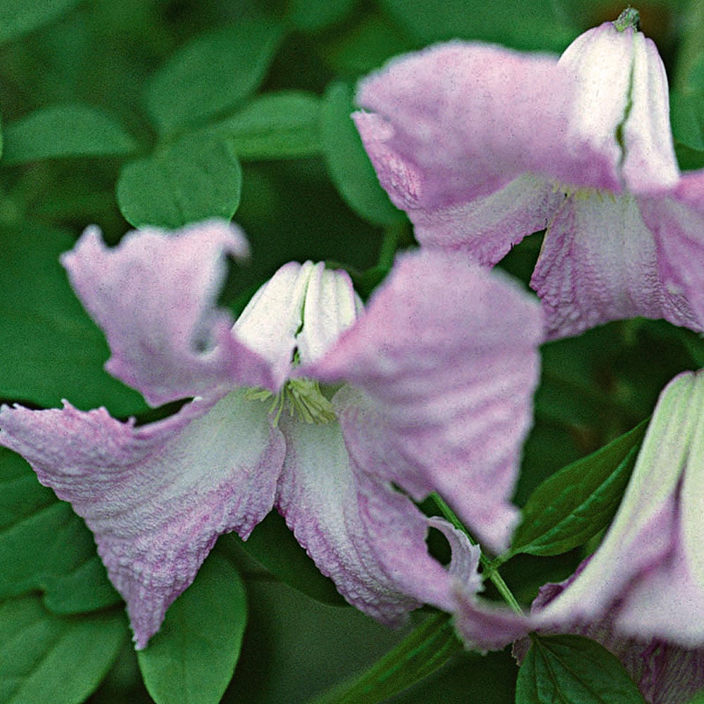 Clematis 'Betty Corning' | White Flower Farm