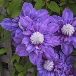  Clematis Diamantina™ Regal®