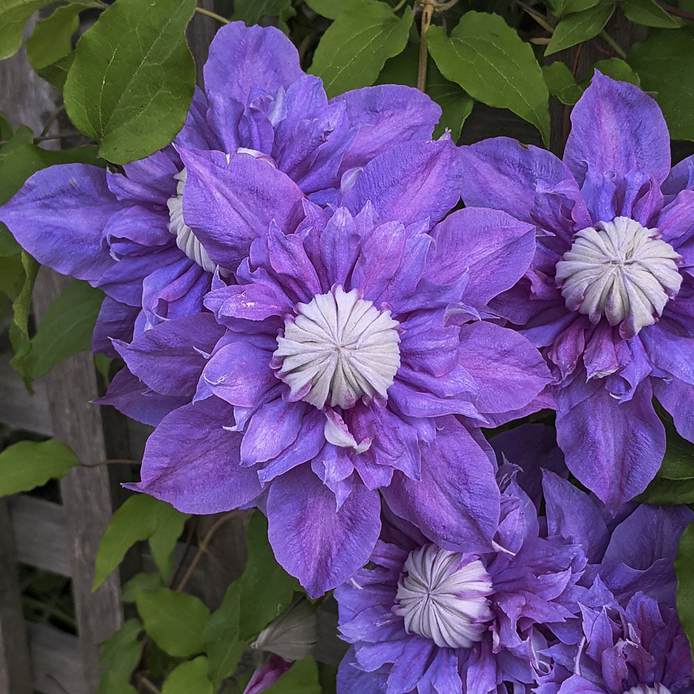 Clematis Diamantina™ Regal®