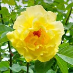  Rose 'Golden Showers'