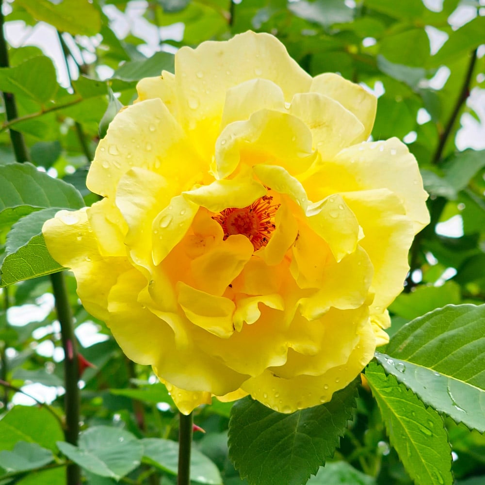 Rose 'Golden Showers'