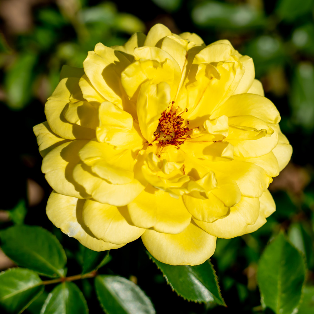Rose 'Golden Showers' | White Flower Farm