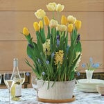  Rotterdam Bulb Garden in large white Nantucket basket