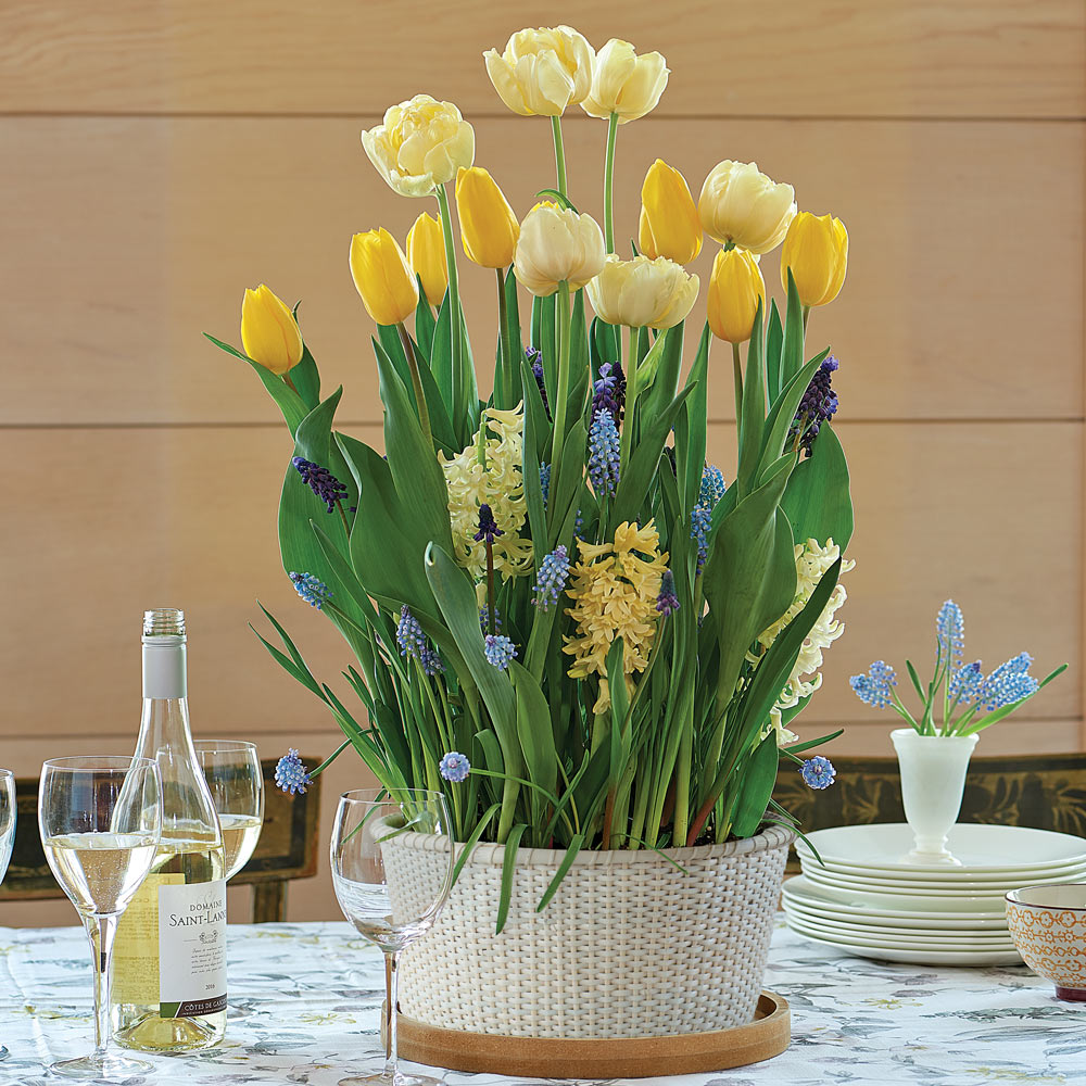 Rotterdam Bulb Garden in large white Nantucket basket