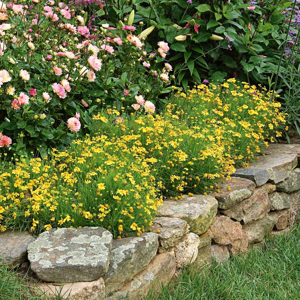 Helenium amarum 'Dakota Gold'