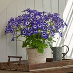  Cineraria Senetti® Blue Bicolor in woven basket