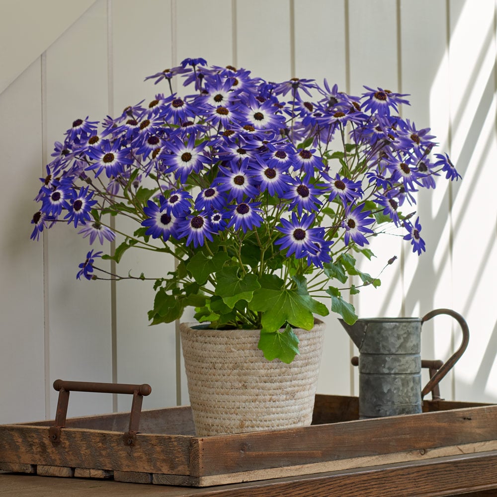 Cineraria Senetti® Blue Bicolor in woven basket