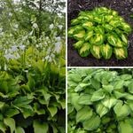  Fragrant Hosta Collection