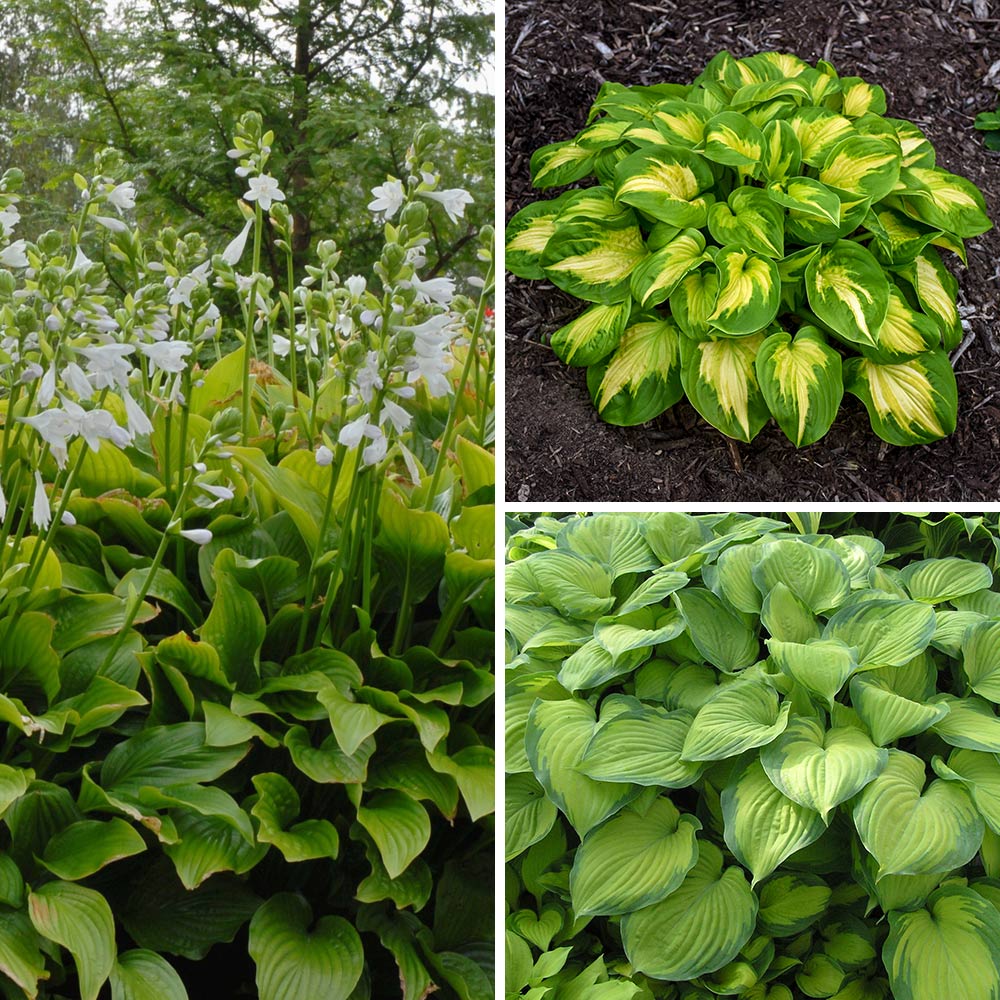 Fragrant Hosta Collection